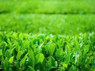 好听的茶叶商标名字大全(精选1000个)