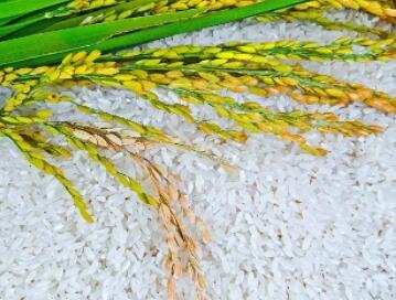 大米品牌商标起名字大全(精选1000个)