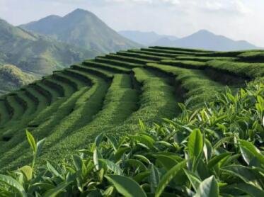 茶叶公司取名字参考大全(精选200个)